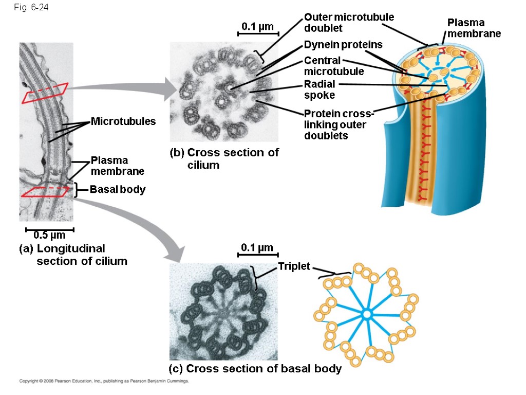 Fig. 6-24 0.1 µm Triplet (c) Cross section of basal body (a) Longitudinal section